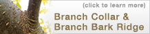 Branch Collar & Branch Bark Ridge